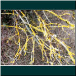 Rheinsteig II 104.jpg